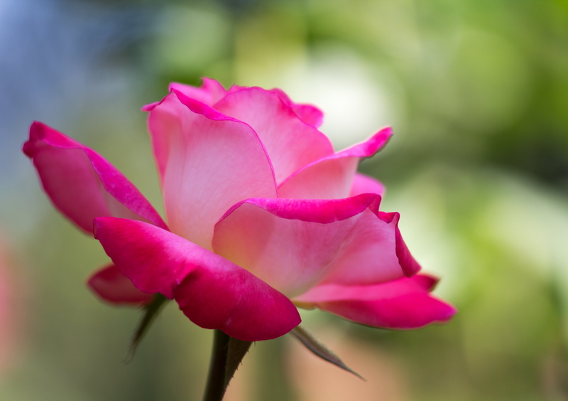 pink, beauty In Nature, Scott Kelby, 4K, flower Head, plant, nature, focus, North  Carolina, pink Color, Worldwide, close-up, selected, Flower, petal