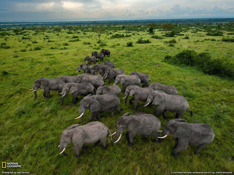 day, nature, grass, elephants, animal wildlife, best, 1080P, gray, green color, lot, wallpape, group of animals, beauty in nature, land, herbivorous, large group of animals