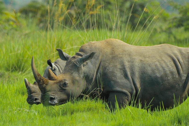 animal themes, no people, animal, domestic animals, uganda, plant, safari, green color, nature photos, day, animal wildlife, animals in the wild, 4K, field