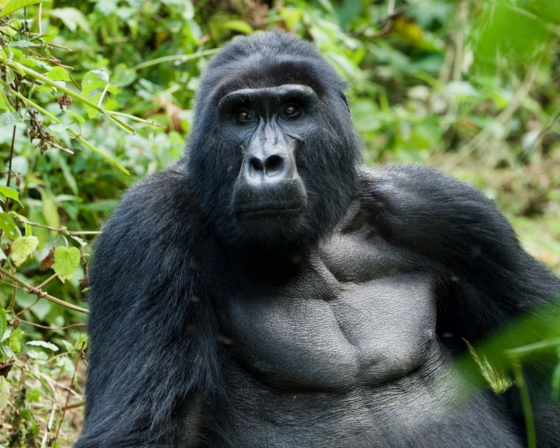nature, animal head, animal themes, blackbird, bwindi impenetrable national park, daffodil, animal, animals in the wild, endangered species, day, zoo, one animal
