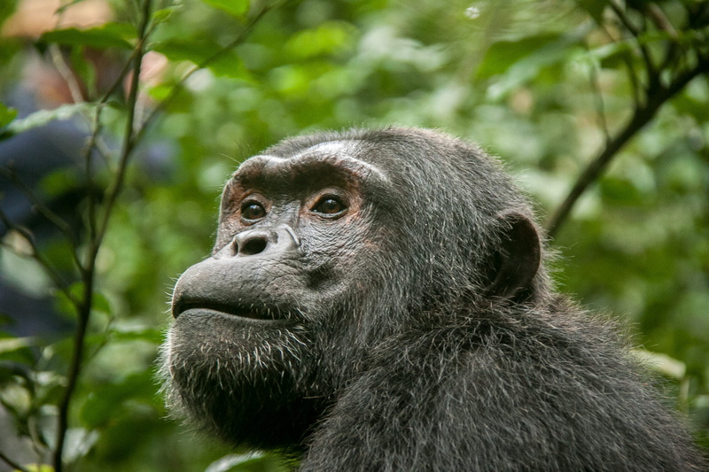tropical rainforest, outdoors, primate, looking, vertebrate, animal themes, focus on foreground, land, profile view, animals in the wild, animal, kibale