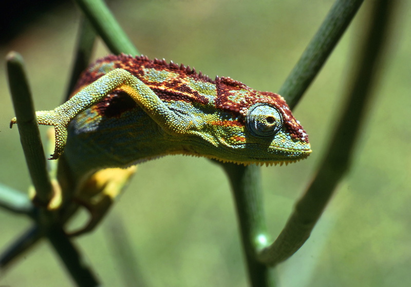 one animal, colourful, chameleon, vertebrate, close-up, africa, animal head, metal, animal wildlife, focus on foreground, uganda, selective focus, colorful