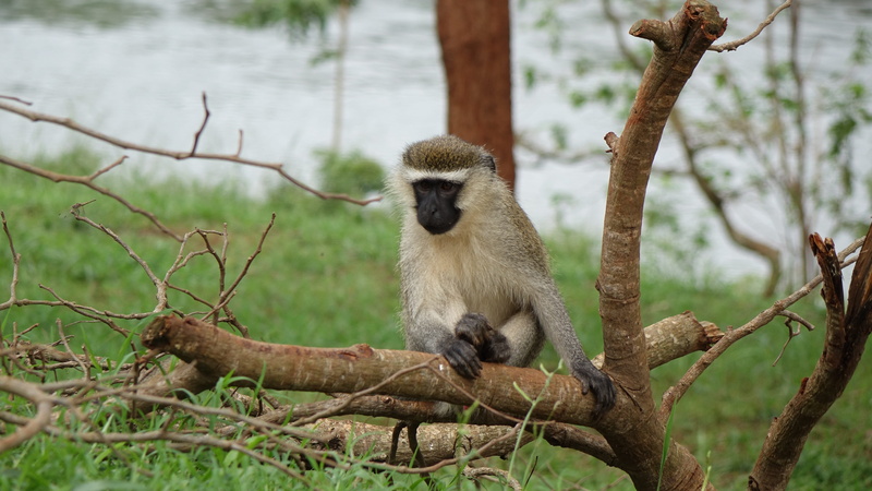 baboon, mammal, animals in the wild, primate, monkey in small tree, jinja, vertebrate, day, focus on foreground, one animal, uganda, animal wildlife, outdoors