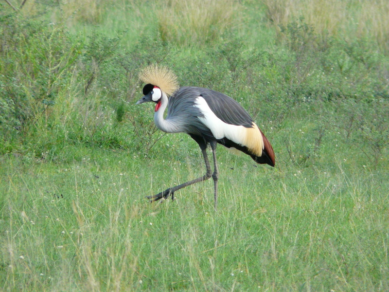 vertebrate, field, Bird, Crested, crane - bird, nature, African, outdoors, Uganda, growth, heron, animals in the wild, animal, one animal, crested, crane