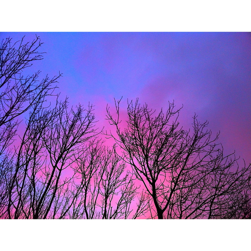 tranquility, pink, transfer print, tree, branch, scenics - nature, no people, rathfarnham castle, idyllic, plant, bare tree, sky, 1080P, beauty in nature
