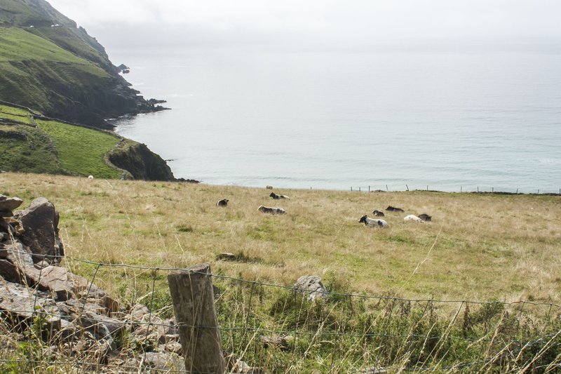 outdoors, animal themes, mammal, non-urban scene, coast, ireland, tranquil scene, rock - object, water, péninsule de dingle, grass, scenics - nature, land