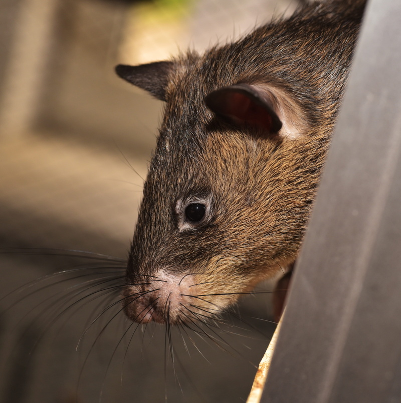 portrait, cricetomys gambianus, guinea pig, fur, Gambian Rat, vertebrate, animal body part, focus on foreground, close-up, cute, brown, whisker, giant hamster rat