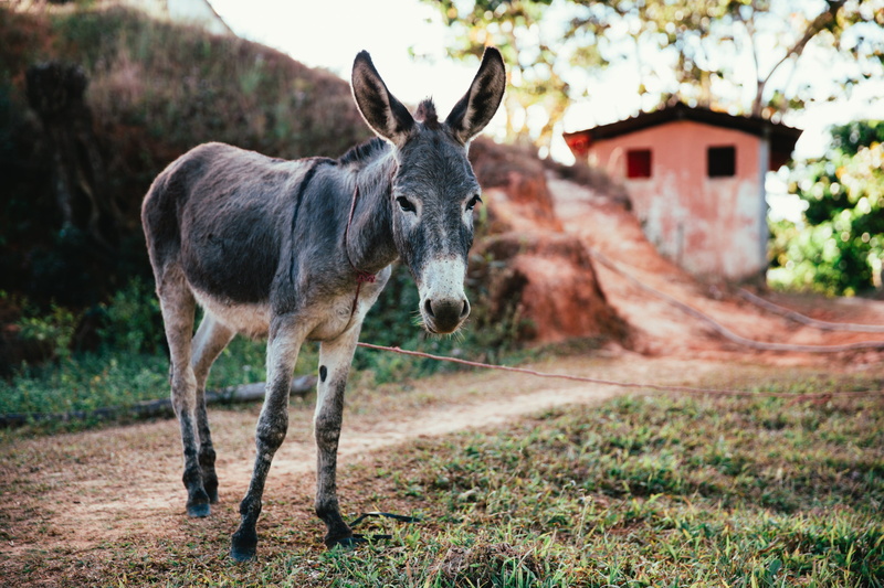 road, Mexico, one animal, field, herbivorous, no people, day, animal themes, mammal, plant, working animal, dirt, domestic, land, 4K, domestic animals
