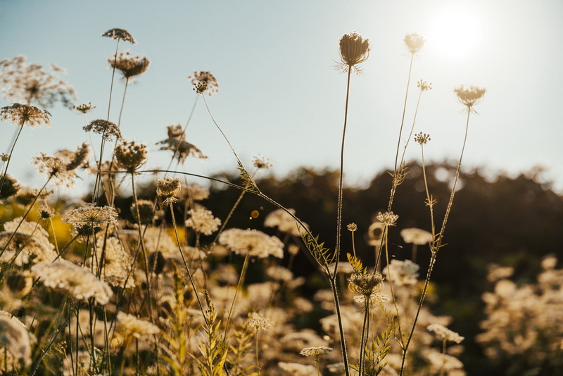 flowering plant, Plants, Backgrounds, Outdoor, agriculture, sunlight, Around the World, photo, stems, close-up, beauty in nature, sun, Flowers, focus on foreground