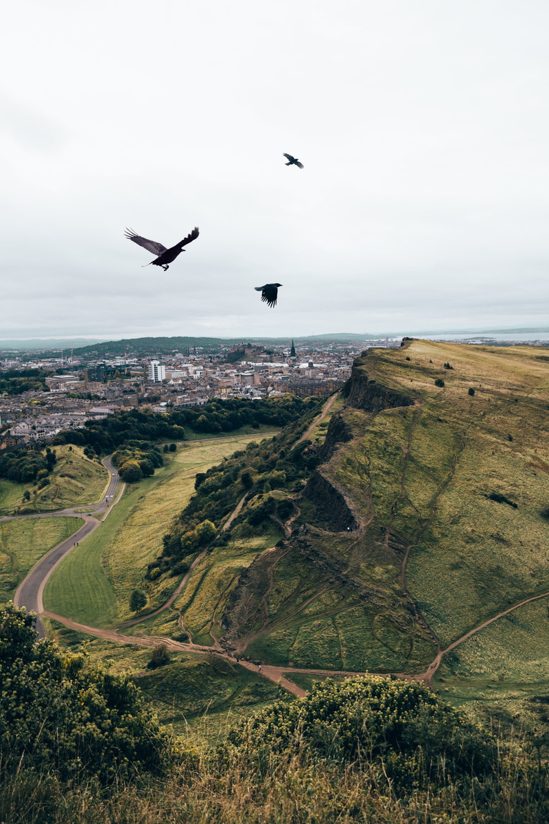 land, Backgrounds, scenics - nature, Flight, tranquility, flying, animals in the wild, hills, bird, plant, grass, sky, crows, non-urban scene, England
