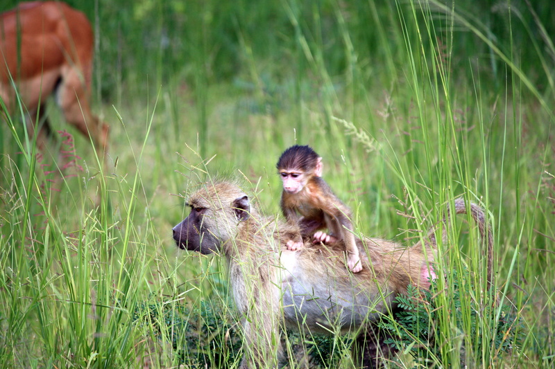 animals in the wild, vertebrate, brown, plant, bush, zambia, green color, 4K, africa, togetherness, primate, day, baboon, vase, grass, south luangwa national park