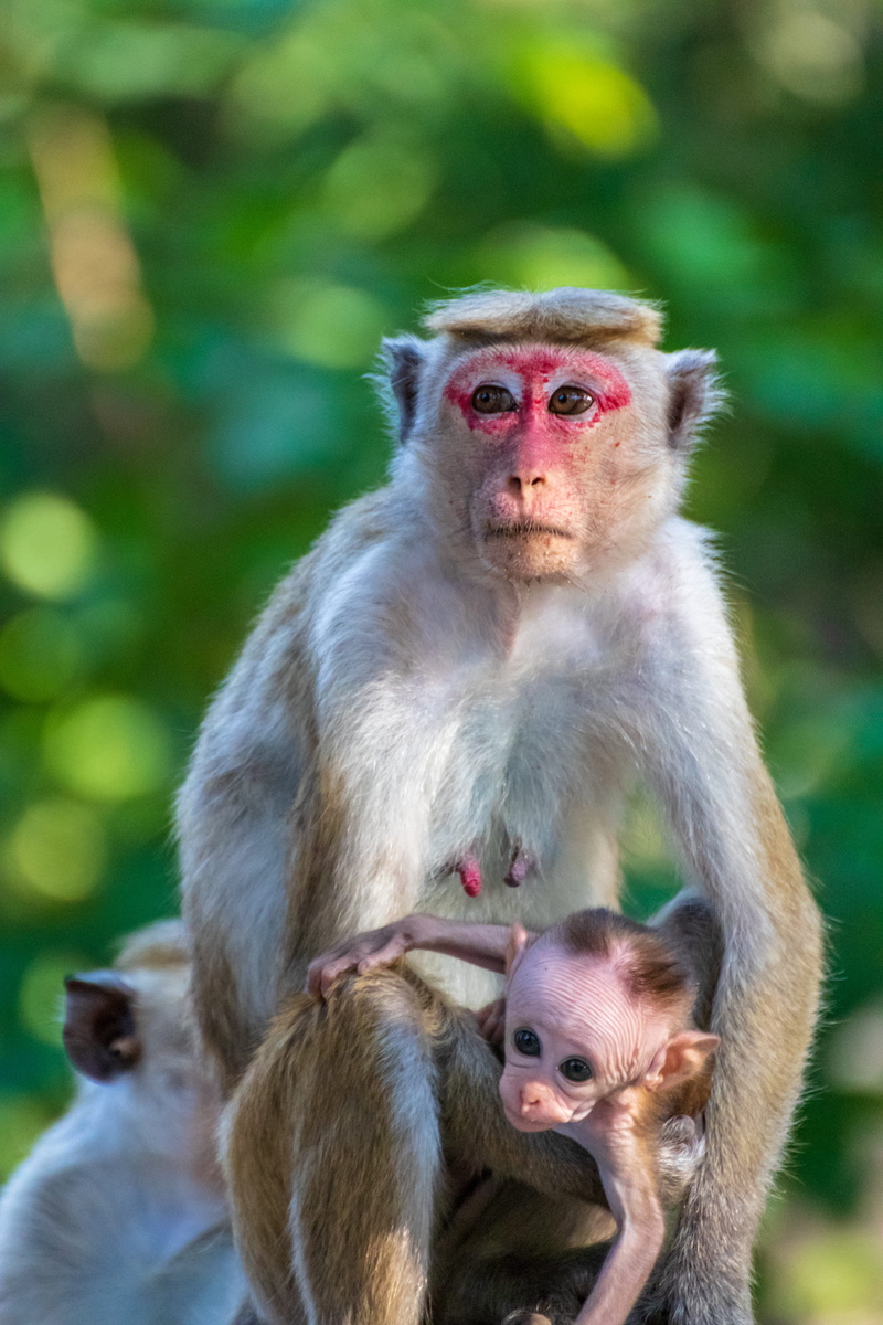 baby, focus, animal family, care, invertebrate, wildlife, eating, female animal, photography, young animal, cat, focus on foreground, mammal, animal wildlife