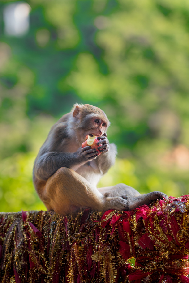 food, people, watermelon, fruit, vulture, raspberry, eating, primate, 5K, pomegranate, looking, nut, ape, plant, mammal, wildlife, vegetable, baboon, sitting