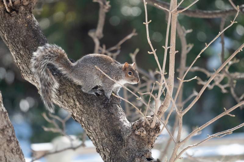 eating, animals in the wild, mammal, vegetable, fern, outdoors, wildlife, small, jay, bird, one animal, day, nature, no people, lemur, fruit, branch, rodent
