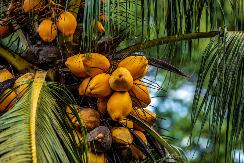 mammal, tropical climate, green color, orange, palm leaf, outdoors, wellbeing, nut, plant part, architecture, building, costa rica, yellow, fruit, nuts