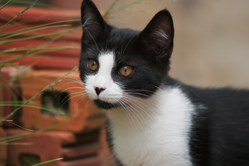 no people, indoors, domestic animals, leafed, animal head, close-up, pet, portrait, near, yellow eyes, animal themes, domestic, feline, animal body part