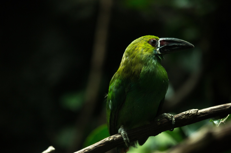 trunk, rainforest, 5K, close-up, no people, vertebrate, full length, one animal, tree, beak, branch, bird, selective, animal, nature, beauty in nature