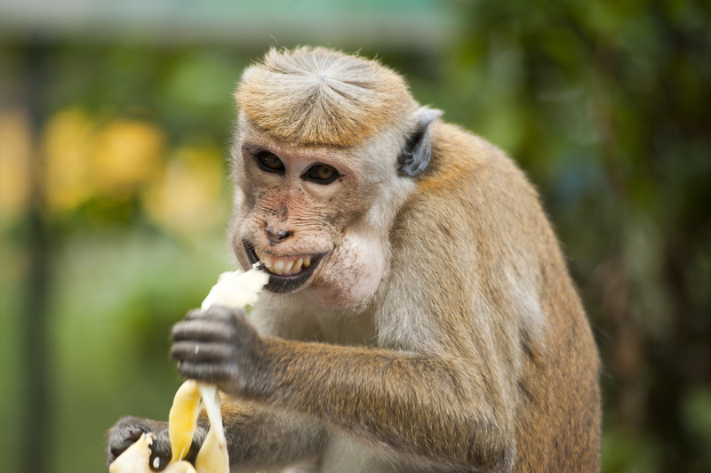 looking, banana, vertebrate, zoo, natural, funny, sitting, fruit, eating, little, playful, macaque, no people, ape, mouth open, day, wildlife, jungle, expression