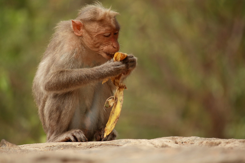 young, safari, cute, one animal, animal family, papanasam, ape, macaque, funny, eating, little, vertebrate, 4K, animal, sitting, wood, portrait, wild