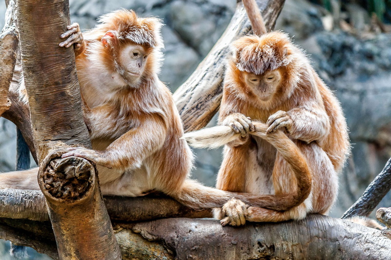 animal wildlife, tree, young animal, relaxation, funny, focus on foreground, sitting, positive emotion, outdoors, two animals, primate, wild, animals in the wild
