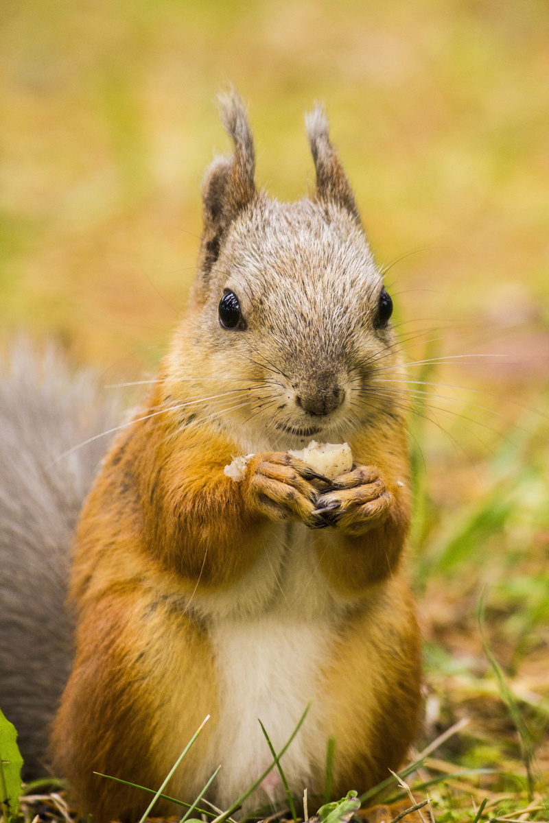 furry, day, looking at camera, rodent, tail, eating, funny, adorable, herbivorous, grass, whisker, environment, vertebrate, daylight, fur, animals in the wild