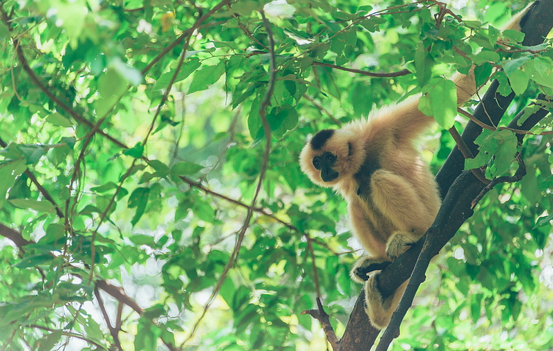 animal, tree, mammal, wildlife, environment, green color, photography, branch, forest, ape, day, blur, monkey, leaves, close, outdoors, nature, jungle