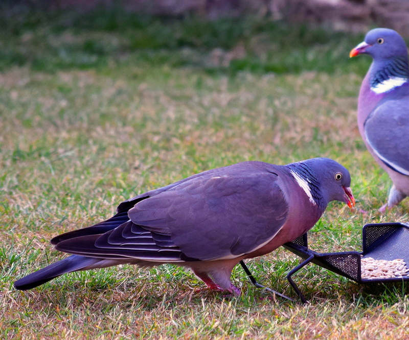 vertebrate, seed, no people, columba palumbus, garden, nature, animals in the wild, day, animal themes, wood, pigeon, 1080P, side view, wild, food, plant