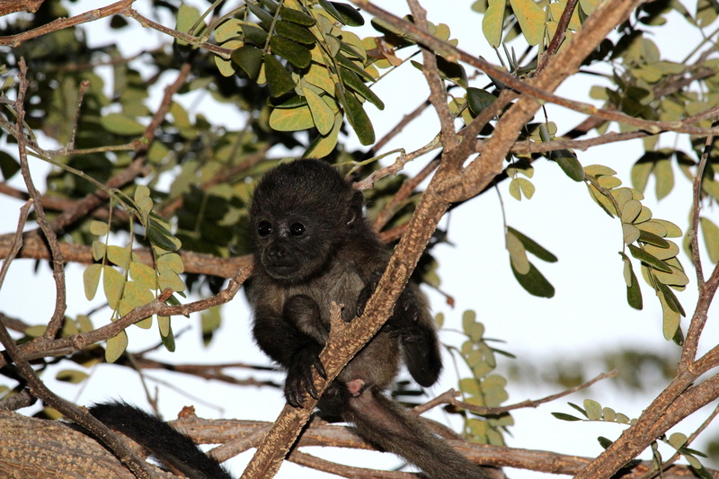 ape, animal wildlife, travel, eyes, day, forest, animal, focus on foreground, monkey, primate, animal themes, jungle, child, baby, outdoors, tropical, 5K