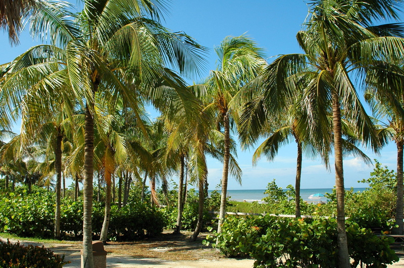 sky, idyllic, tropical tree, florida, water, growth, sunlight, vacations, tropical, palm, coast, near, land, beach, tropical Climate, palm trees, tree
