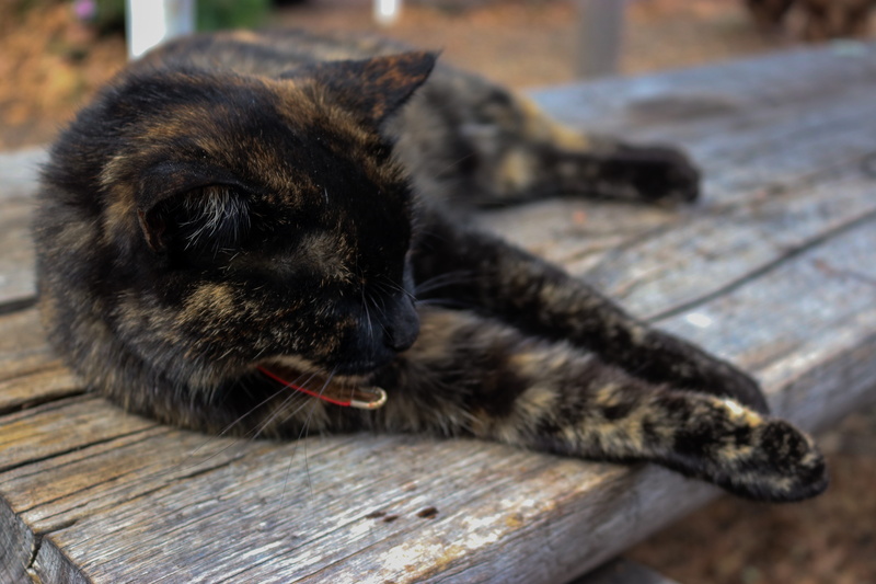 tucker box, whisker, 5K, chilling, australia, gundagai, day, pet, meow, kitty, domestic animals, black cat, wood, fluffy, vertebrate, lip, animal themes