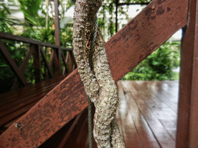 growth, focus on foreground, outdoors, forest, wood - material, rusty, day, architecture, tree, nature, brown, textured, no people, batu ferringhi, close-up
