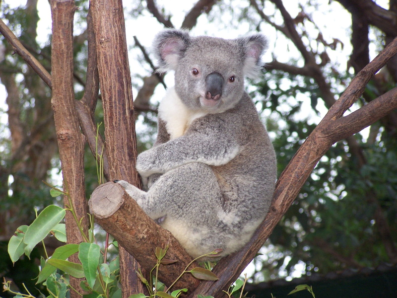 animals in the wild, mammal, plant, animal wildlife, vertebrate, relaxation, Koala, focus on foreground, kuala, Australian Wildlife, no people, tree trunk