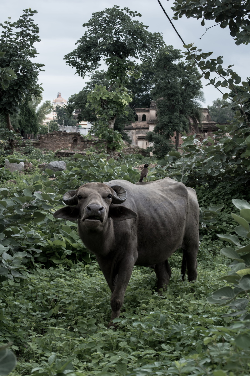 nature, elcarito, standing, orchha, animals, cattle, vegetation, plant, day, growth, bird, cow, outdoors, mammal, animal themes, indian, orchha fort, orachha