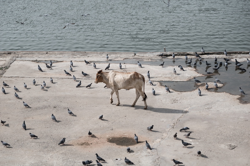 animals in the wild, elcarito, pigeon, cow, land, mammal, animal, pushkar lake, indian, day, lake, beauty in nature, group of animals, nature, livestock