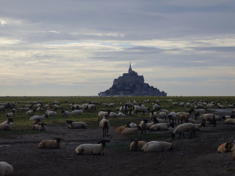 large group of animals, beauty in nature, places of interest, cloud - sky, atmospheric, daytime, animal themes, architecture, travel destinations, mont st michel