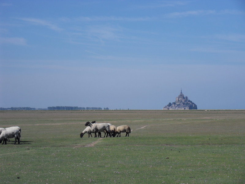 field, outdoors, sheep, herbivorous, vertebrate, nature, land, grazing sheep, field with sheep, livestock, environment, plant, domestic animals, animal