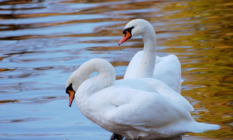 elegance, group of animals, swimming, animal wildlife, beach, bird, outdoors, 4K, feather, pond, animal neck, summer, animal, white color, tranquil Scene