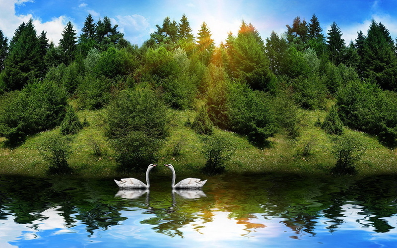 animals in the wild, nature, green color, sunlight, 720P, white, landscape, cygnet, birds, two, swimming Animal, grass, day, couple, reflection, water