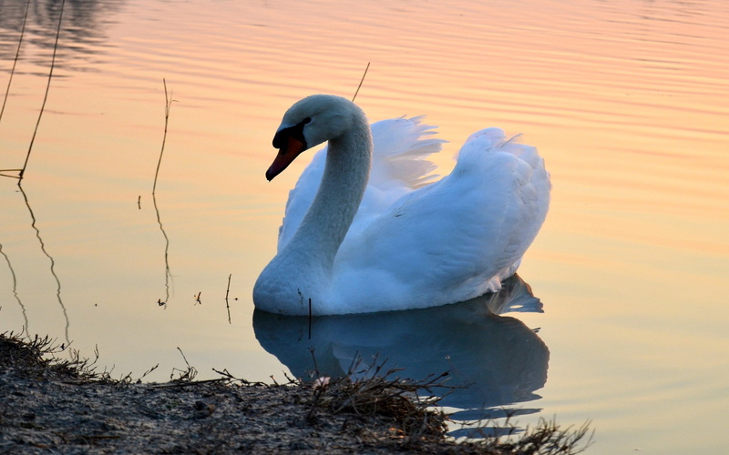 animal wildlife, beauty, feather, outdoors, tranquil Scene, pond, vertebrate, animal, water bird, wildlife, 2K, sunset, waterfront, animal themes, elegance