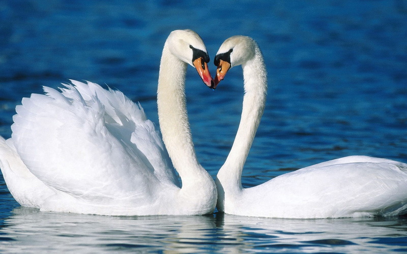swimming, waterfront, Birds, mute swan, white, no people, animal, water, floating on water, bird, Animals, couple, 1080P, animal wildlife, lake, group of animals