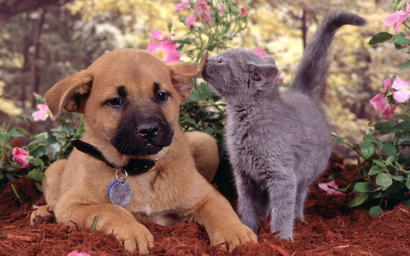 cats, animals, puppy, cute, friend, sweet, dogs, kitten, 2K