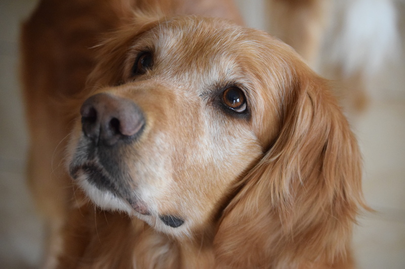 mammal, looking, pets, hope, serene, animal body part, portrait, small, close-up, Golden Retriever, hairstyle, 5K, focus on foreground, domestic animals