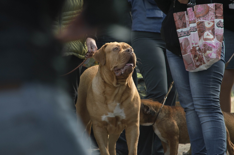 dog, domestic, breeds of dogs, devotion, standing, low section, vertebrate, selective focus, mammal, lifestyles, 4K, mastiff, view, men, leisure activity