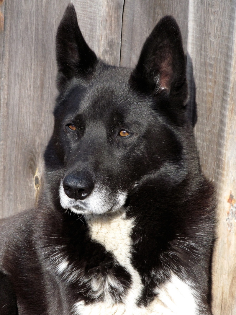 mans best friend, Pets, indoors, sitting, one animal, black Color, close-up, purebred Dog, Laika, devotion, pet, relaxation, 2K, canine, Animals, domestic