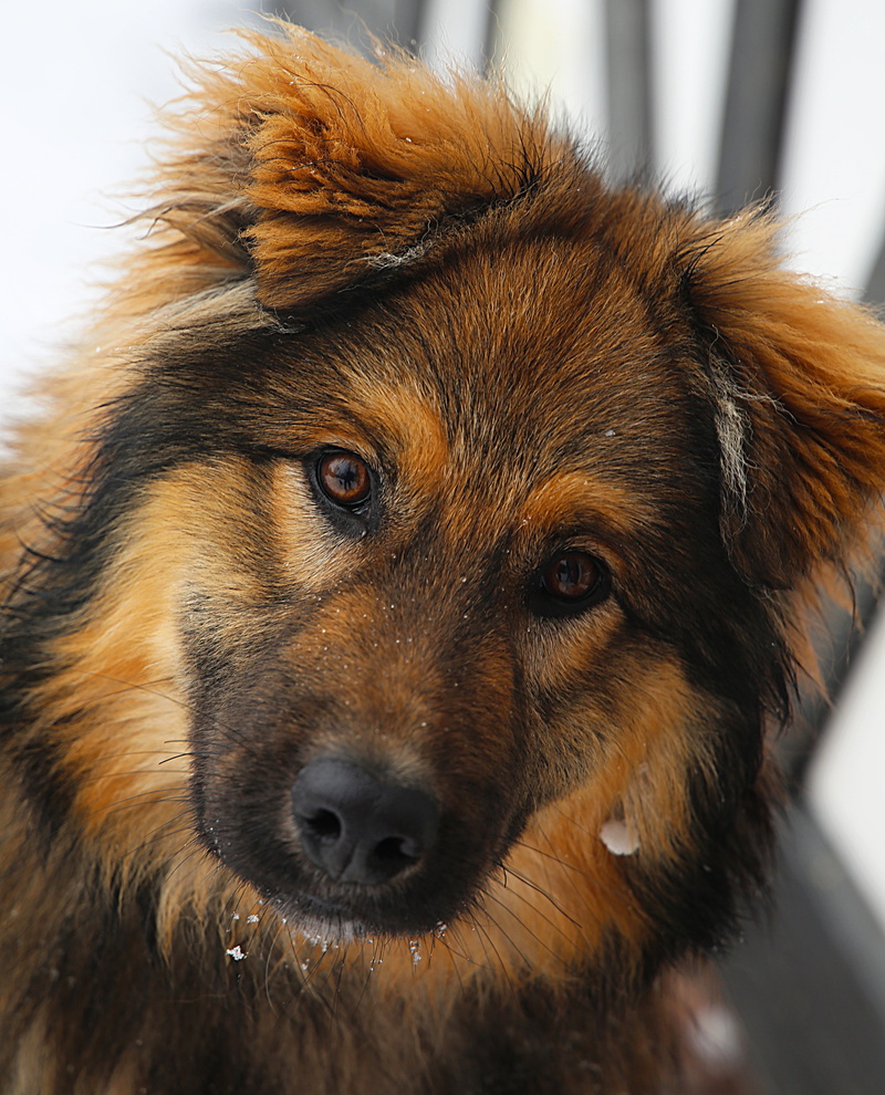 sitting, dog, view, domestic, tan, eyes, pet, views, mans best friend, vertebrate, coated, animal nose, animal body part, close-up, snout, day, looking at camera