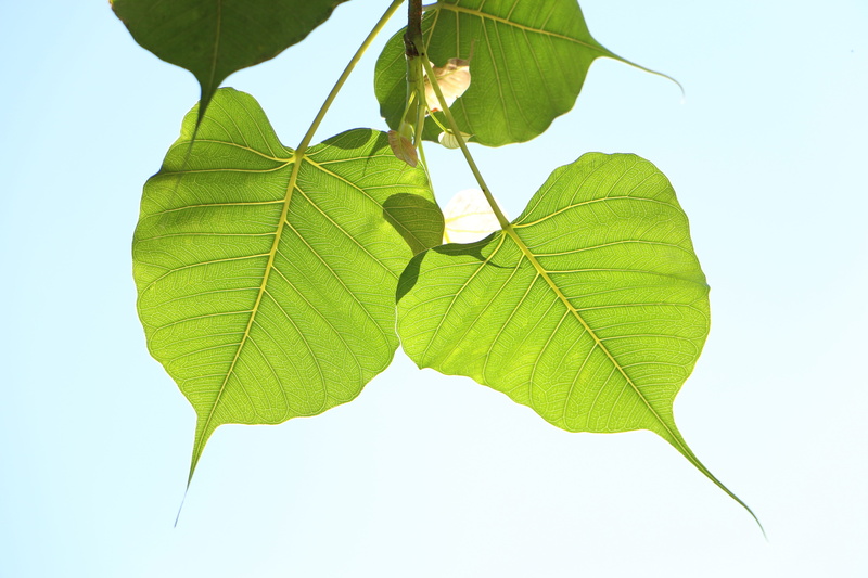 flora, plant part, outdoors, buddhist, green color, growth, plant, sky, twig, sri lanka, no people, leaf vein, close-up, beauty in nature, dhamma, bodhi