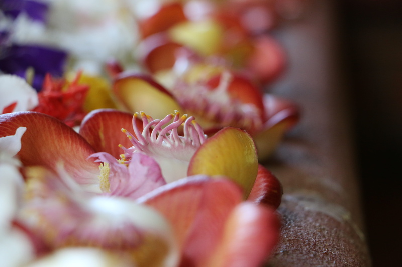 offer, desktop, petal, beauty in nature, nature, no people, selective focus, fragility, mahamevnawa, day, inflorescence, wellbeing, outdoors, close-up