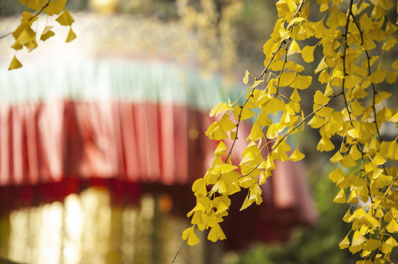 flower, yellow, flare, close-up, tree, plant, water, leafed, outdoors, sunlight, petal, 4K, red, selective focus, no people, spire, daffodil, ginkgo, leaf