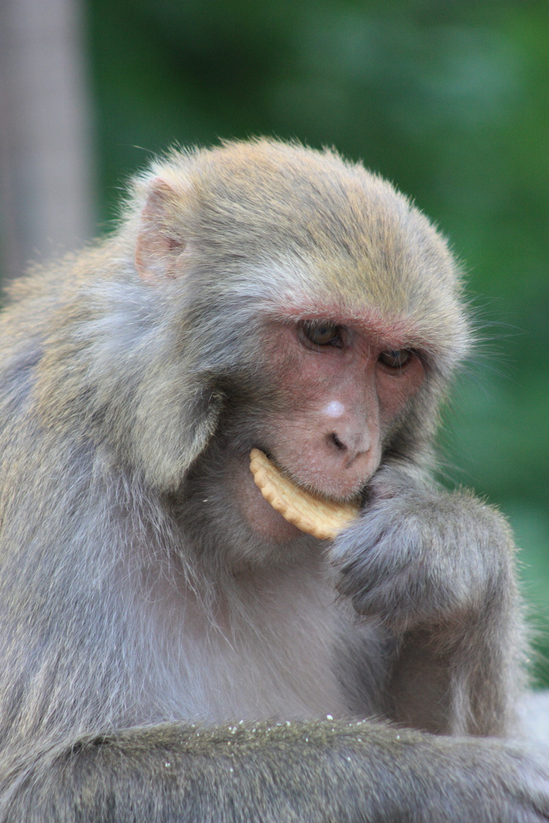 mammal, animal wildlife, focus on foreground, animals in the wild, animal, no people, sitting, 4K, care, monkey, animal hair, looking, baboon, looking away