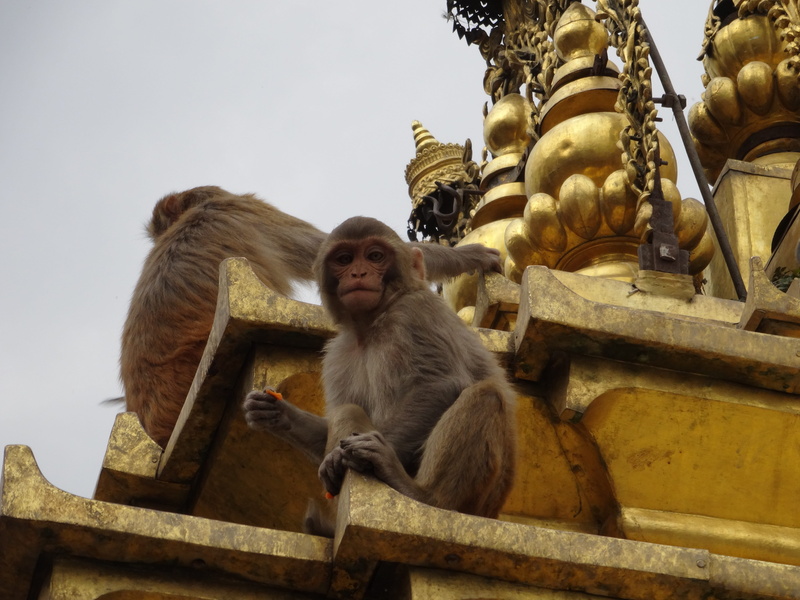 belief, Temple, day, mammal, building, place of worship, Swayambhunath, nature, 4K, animals in the wild, Monkey, animal wildlife, spirituality, built structure